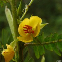 Chamaecrista nictitans (L.) Moench